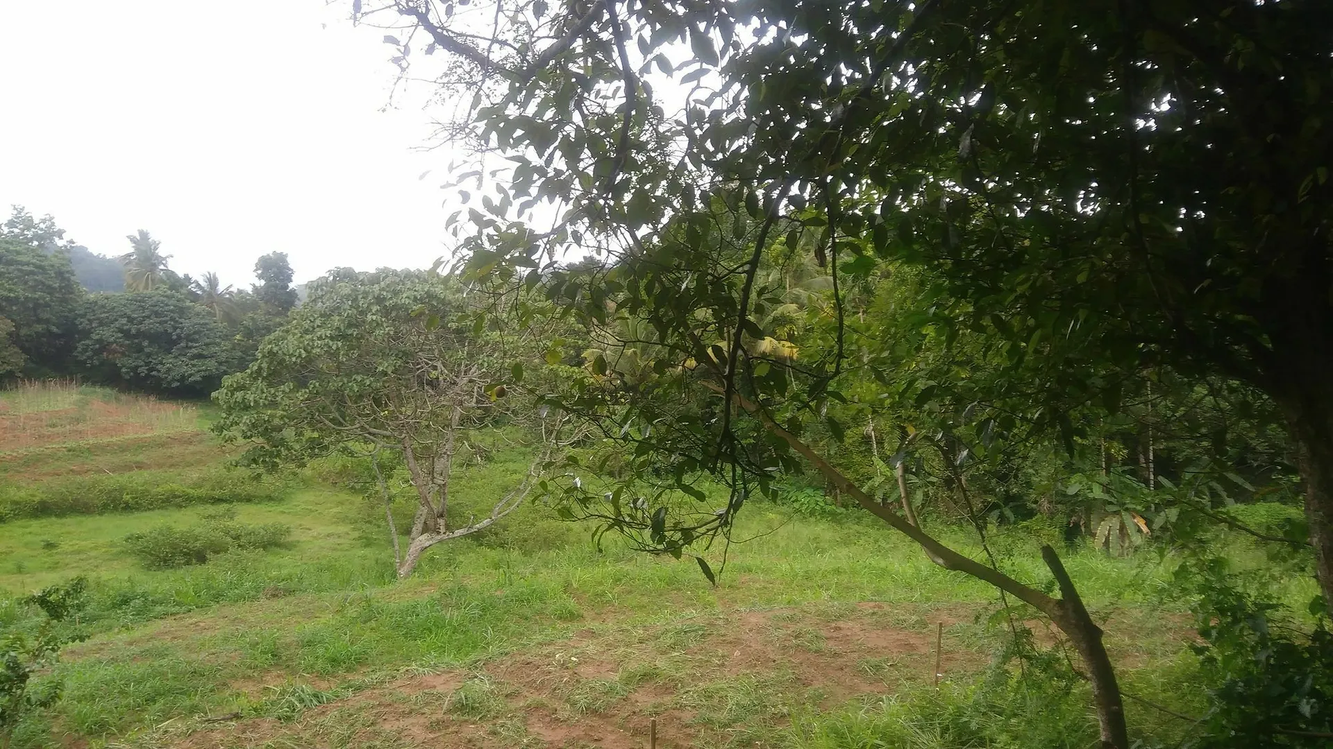Yoho Ambanwala Tourist Bungalow كاندي 3*,  سريلانكا