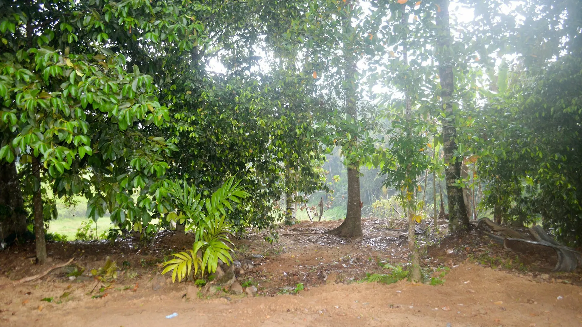 Yoho Ambanwala Tourist Bungalow كاندي